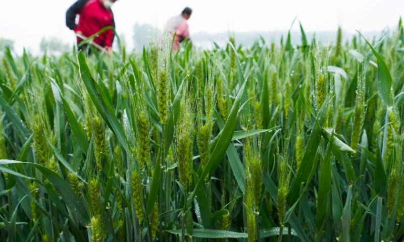 Farmers work in a wheat field in Zunhua, north China's Hebei Province, May 10, 2022. Hebei has stepped up efforts on farming activities recently. The province's spring sowing area of grain is expected to reach about 1.74 million hectares this year. (Photo by Liu Mancang/Xinhua)
