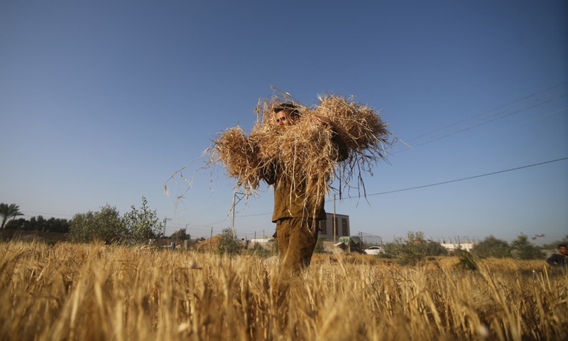 A Palestinian farmer harvests wheat on a field in the city of Rafah in southern Gaza Strip, on May 10, 2022.(Photo: Xinhua)
