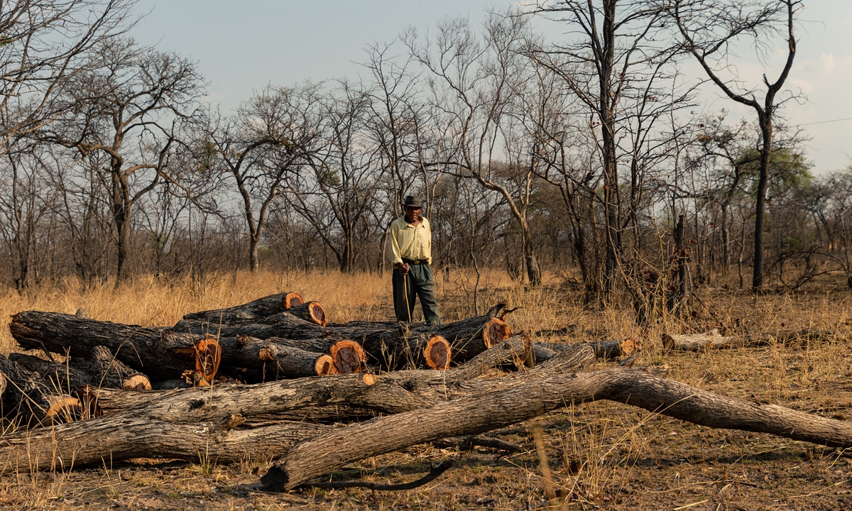Miller Chizema an 82-year-old villager observes a pile of felled logs from the indigenous Mopani tree in a forest clearing in Mhondoro Ngezi district, Zimbabwe on November 1, 2019. Photo: AFP