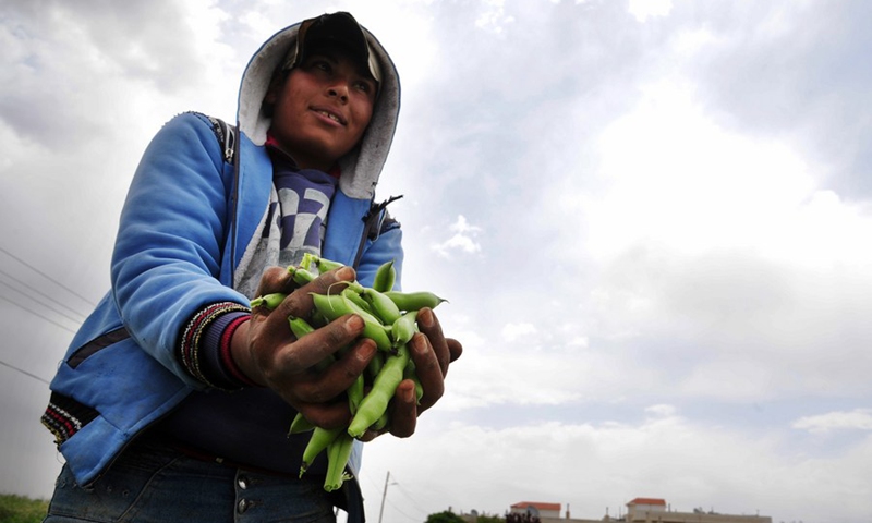 A farmer holds freshly harvested broad beans on a field in the countryside of Damascus, Syria, on May 9, 2022.(Photo: Xinhua)