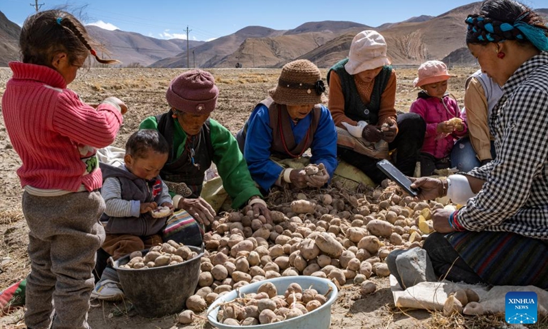 Villagers cut potatoes in a field in Zhaxizom Township in Tingri County, southwest China's Tibet Autonomous Region, May 10, 2022. At an altitude of about 4,200 meters, Zhaxizom is the nearest administrative township to Mount Qomolangma. Due to the high altitude and low temperature, spring farming here does not begin until May.(Photo: Xinhua)