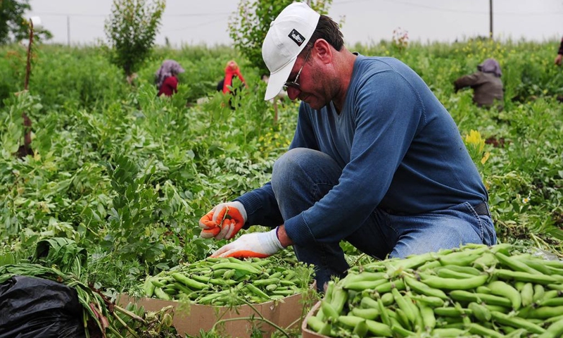 A farmer harvests broad beans on a farmland in the countryside of Damascus, capital of Syria, on May 9, 2022.(Photo: Xinhua)