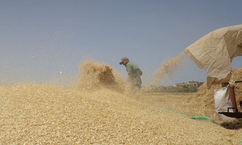 A Palestinian farmer harvests wheat on a field near the border between Gaza Strip and Israel, in Gaza City, on May 9, 2022.(Photo: Xinhua)