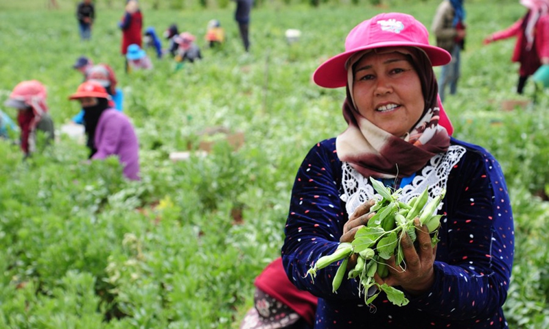 A farmer shows broad beans freshly picked on a field in the countryside of Damascus, Syria, on May 9, 2022.(Photo: Xinhua)