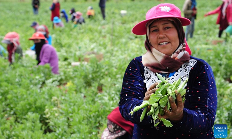 Farmers harvest broad beans on a farmland in the countryside of Damascus, capital of Syria, on May 9, 2022.(Photo: Xinhua)