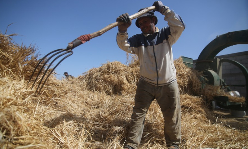 A Palestinian farmer harvests wheat on a field in the city of Rafah in southern Gaza Strip, on May 10, 2022.(Photo: Xinhua)