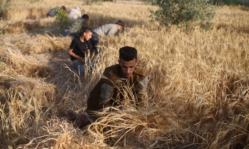 Palestinian farmers harvest wheat on a field in the city of Rafah in southern Gaza Strip, on May 10, 2022.(Photo: Xinhua)