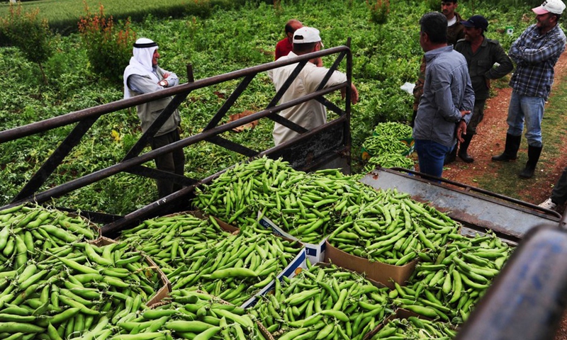 Farmers harvest broad beans on a field in the countryside of Damascus, Syria, on May 9, 2022.(Photo: Xinhua)