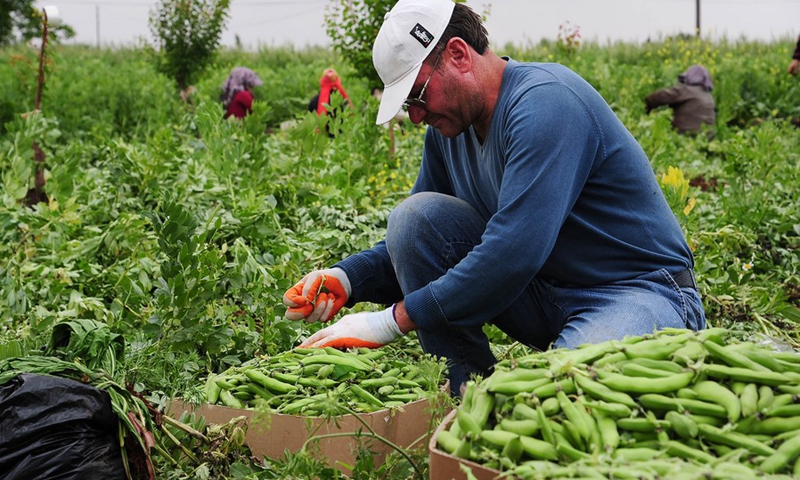 A farmer harvests broad beans on a field in the countryside of Damascus, Syria, on May 9, 2022.(Photo: Xinhua)