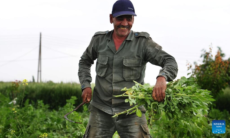 A farmer harvests broad beans on a farmland in the countryside of Damascus, capital of Syria, on May 9, 2022.(Photo: Xinhua)
