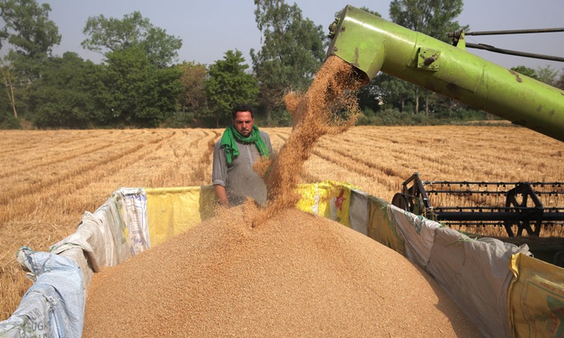 Harvested wheat crop is collected in a trolley in a wheat field at a village in Amritsar district of India's northern Punjab state, April 18, 2022. Photo:Xinhua