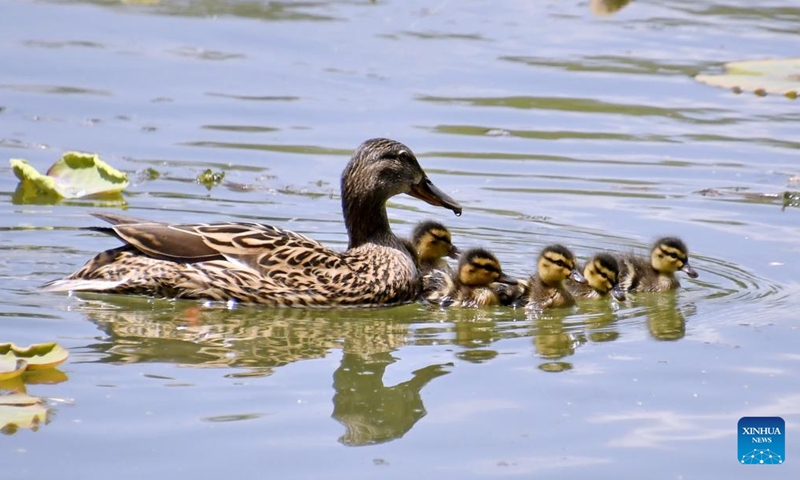 Wild ducks swim in the lake in Yuanmingyuan Park in Beijing, capital of China, May 15, 2022.Photo:Xinhua