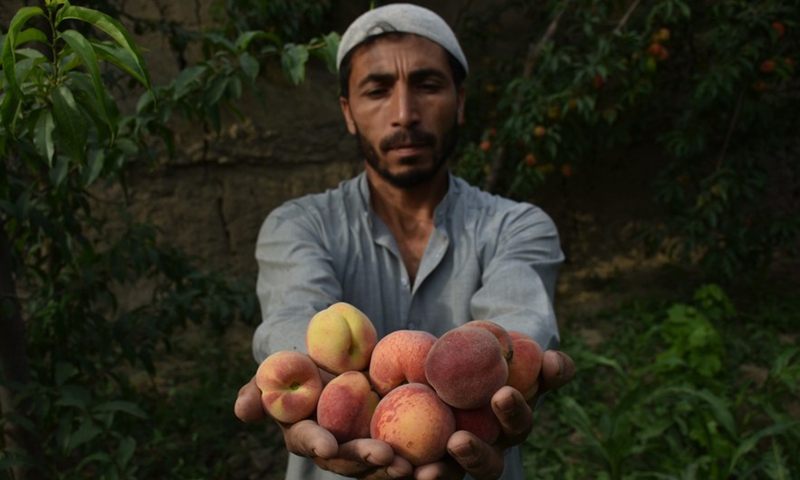 A farmer shows newly-harvested peaches in an orchard in Balkh Province, Afghanistan, May 14, 2022.Photo:Xinhua