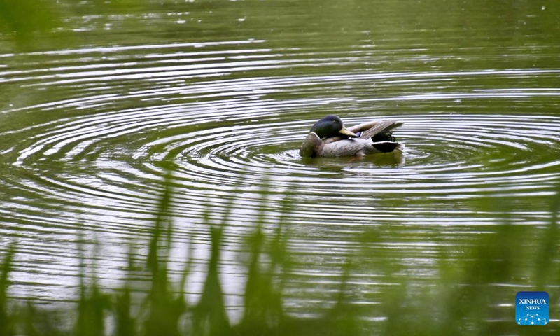 A wild duck swims in the lake in Yuanmingyuan Park in Beijing, capital of China, May 15, 2022.Photo:Xinhua