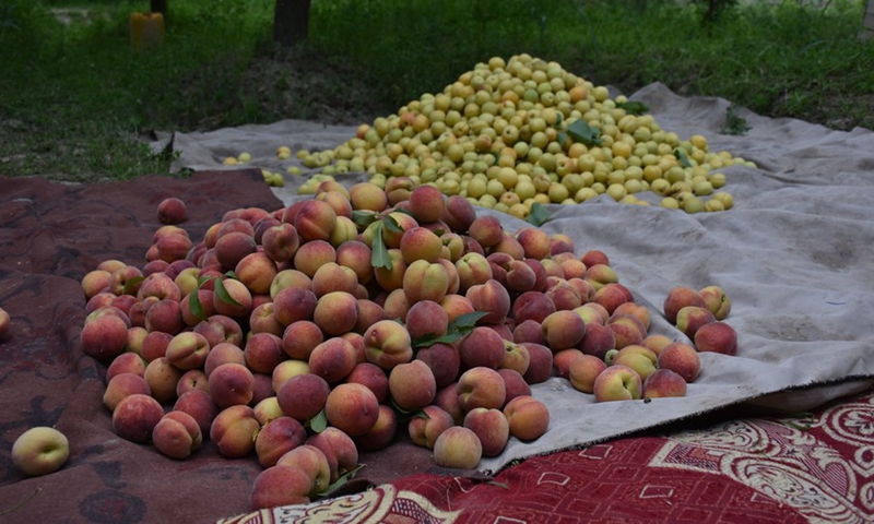 Photo taken on May 14, 2022 shows fruit collected in an orchard in Balkh Province, Afghanistan, May 14, 2022.Photo:Xinhua