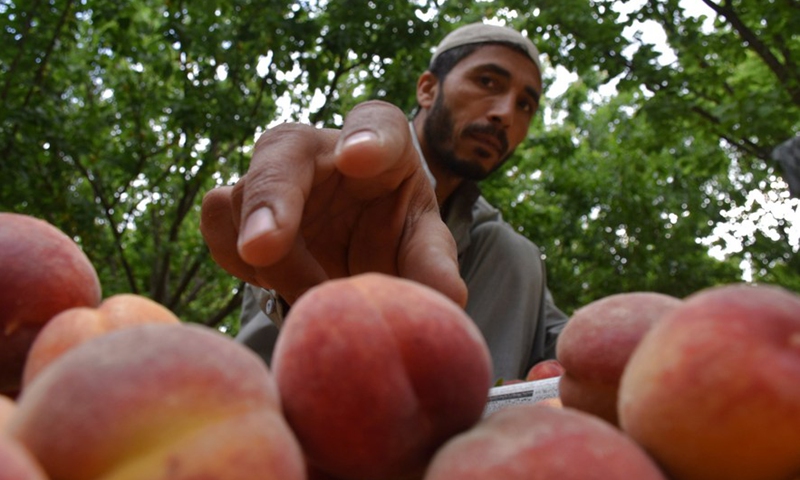 Photo taken on May 14, 2022 shows peaches collected in an orchard in Balkh Province, Afghanistan.Photo:Xinhua