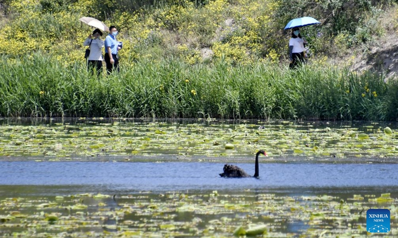 Tourists view a black swan in the lake in Yuanmingyuan Park in Beijing, capital of China, May 15, 2022.Photo:Xinhua