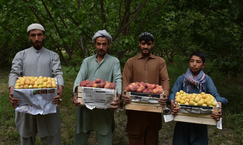Farmers show fruit picked in an orchard in Balkh Province, Afghanistan, May 14, 2022.Photo:Xinhua