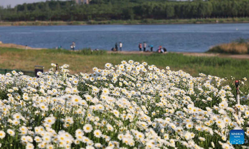 Visitors enjoy leisure time by the Hutuo River in Shijiazhuang, north China's Hebei Province, May 15, 2022. With the ecological restoration project started in 2017, the Hutuo River has now become a new tourist attraction with picturesque sceneries.(Photo: Xinhua)