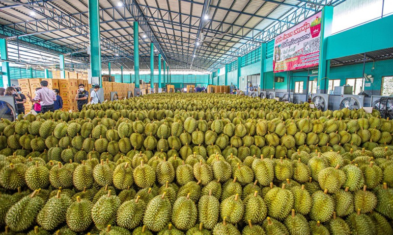 Photo taken on May 5, 2022 shows durians at a durian processing factory in Chanthaburi Province, Thailand.(Photo: Xinhua)