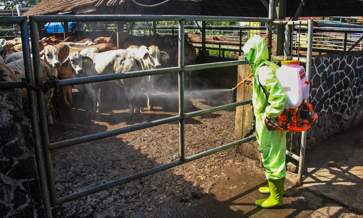 A medical staffer is seen spraying disinfectant in the cage area to prevent the spread of foot and mouth disease (FMD) in Bandung, Indonesia on May 18, 2022. The examination is to stop the outbreaks of the FMD virus in livestock that has spread in a number of areas in Indonesia. Photo: VCG