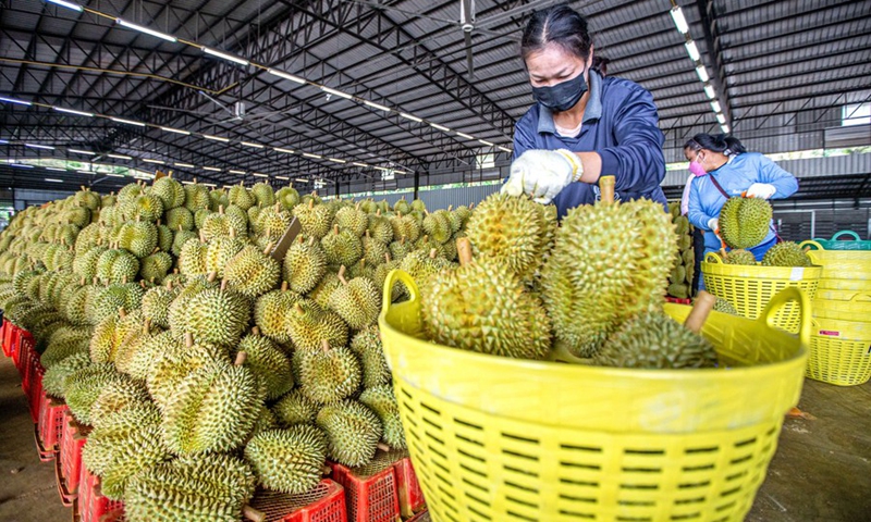 Workers sort durians at a durian processing factory in Chanthaburi Province, Thailand, May 5, 2022.(Photo: Xinhua)