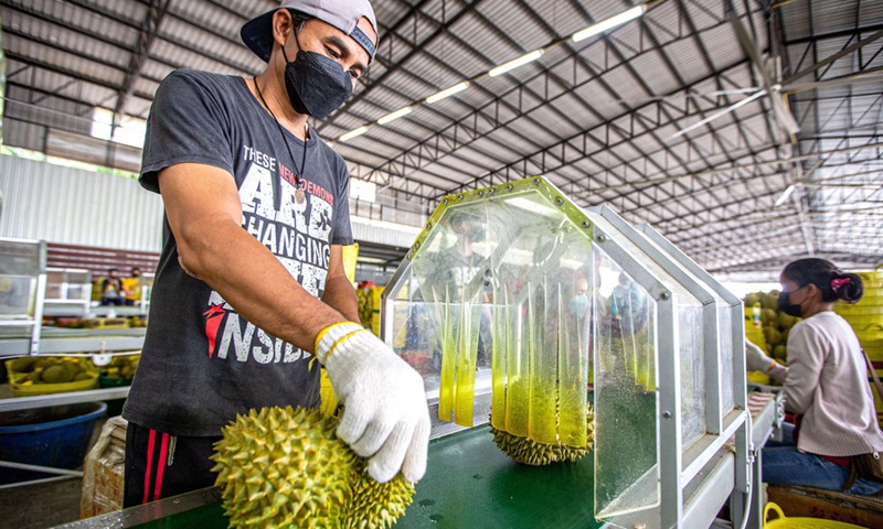 A worker disinfects a durian at a durian processing factory in Chanthaburi Province, Thailand, May 5, 2022.(Photo: Xinhua)