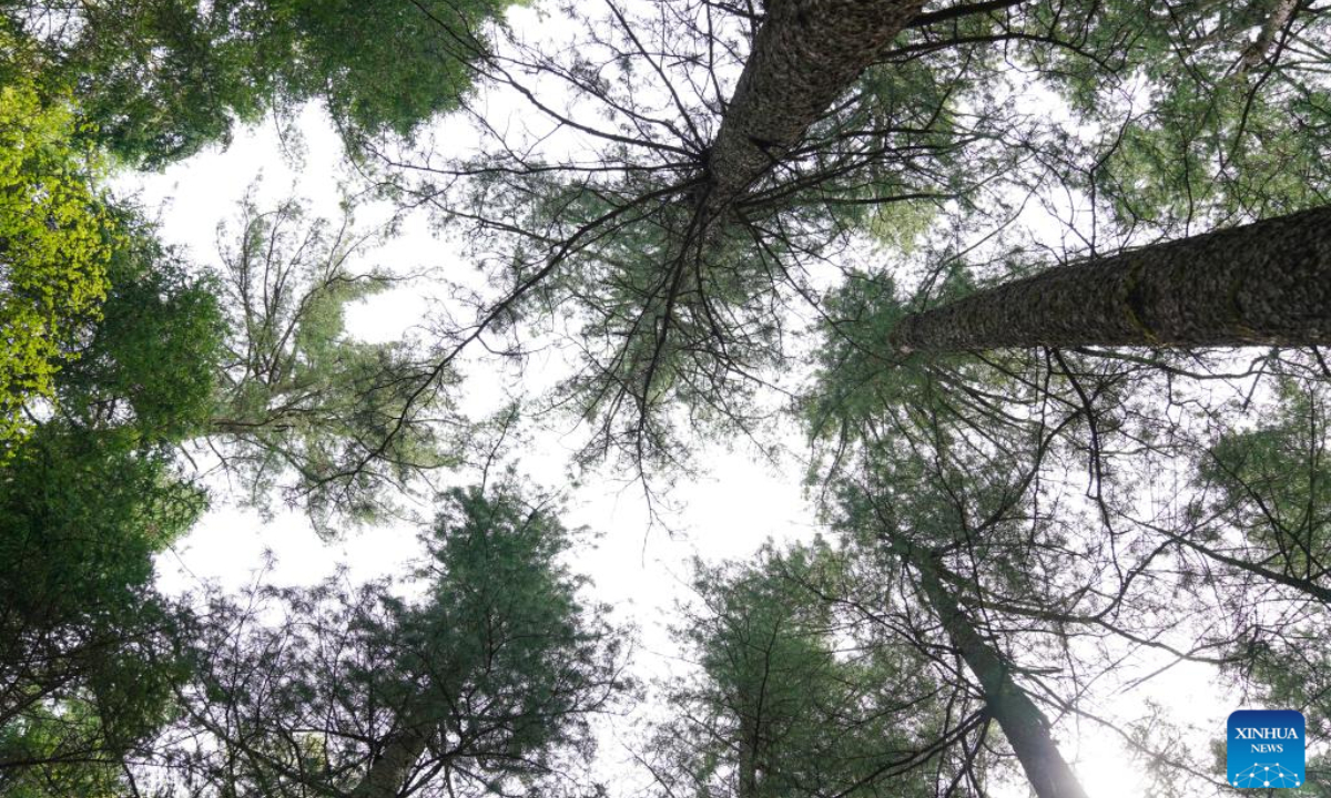 Photo taken on May 19, 2022 shows the scenery of the Xishui National Forest Park in Yichun, northeast China's Heilongjiang Province. Photo:Xinhua