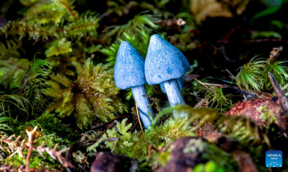Photo shows the Entoloma hochstetteri in a temperate rainforest on the South Island of New Zealand, May 1, 2022. The fruiting body of the sky blue mushroom is usually found among moss, ferns or fallen leaves and the cap grows up to around 2 to 5 centi-meters in diameter. Photo:Xinhua