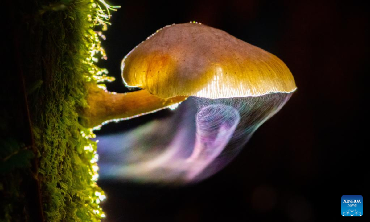 Photo shows the Armillaria novae-zelandiae in a temperate rainforest on the South Island of New Zealand, March 30, 2022. Armillaria novae-zelandiae is one of three Armillaria species that have been identified in New Zealand, also nick-named Honey mushroom. It grows most abundantly from March to May in wet forests primarily. Photo:Xinhua