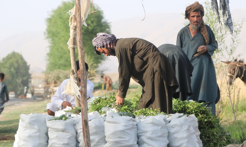 Afghan farmers harvest cucumbers in a field in Kunduz province, Afghanistan, May 17, 2022.(Photo: Xinhua)