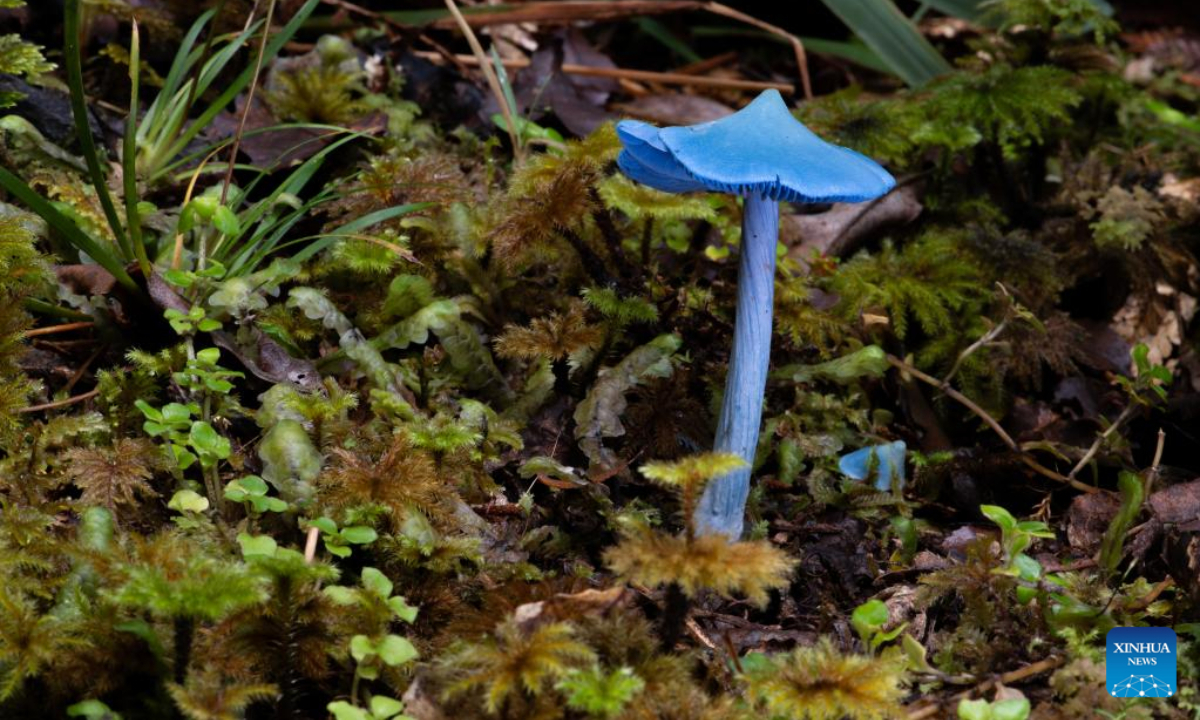 Photo shows the Entoloma hochstetteri in a temperate rainforest on the South Island of New Zealand, May 5, 2022. The fruiting body of the sky blue mushroom is usually found among moss, ferns or fallen leaves and the cap grows up to around 2 to 5 centi-meters in diameter. Photo:Xinhua