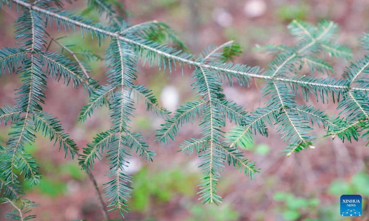 Photo taken on May 19, 2022 shows the scenery of the Xishui National Forest Park in Yichun, northeast China's Heilongjiang Province. Photo:Xinhua