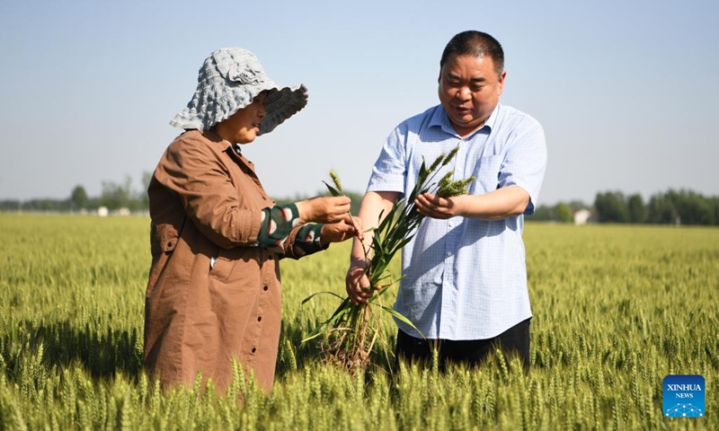 Li Shengtang (R), who works in the seed industry, and Liu Xianhong, Party secretary of Lizhuang Village, check the growth of wheat in a wheat field in Lizhuang Village, Senggu Township, Yanjin County of Xinxiang City, central China's Henan Province, May 17, 2022. In Yanjin County, a group of agricultural experts reached out to local farmers, offering instructions on farmland management, to help them attain a bumper harvest.(Photo: Xinhua)