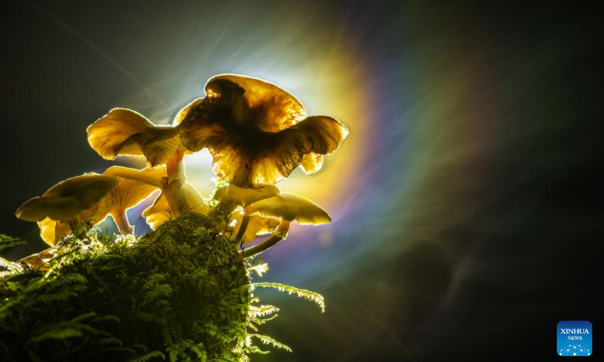 Photo shows the Armillaria novae-zelandiae in a temperate rainforest on the South Island of New Zealand, March 27, 2022. Armillaria novae-zelandiae is one of three Armillaria species that have been identified in New Zealand, also nick-named Honey mushroom. It grows most abundantly from March to May in wet forests primarily. Photo:Xinhua