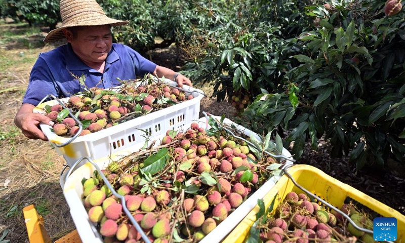 A farmer loads litchi at Dafeng Town in Chengmai County, south China's Hainan Province, May 19, 2022. Harvest season for litchi has come in Chengmai County.(Photo: Xinhua)
