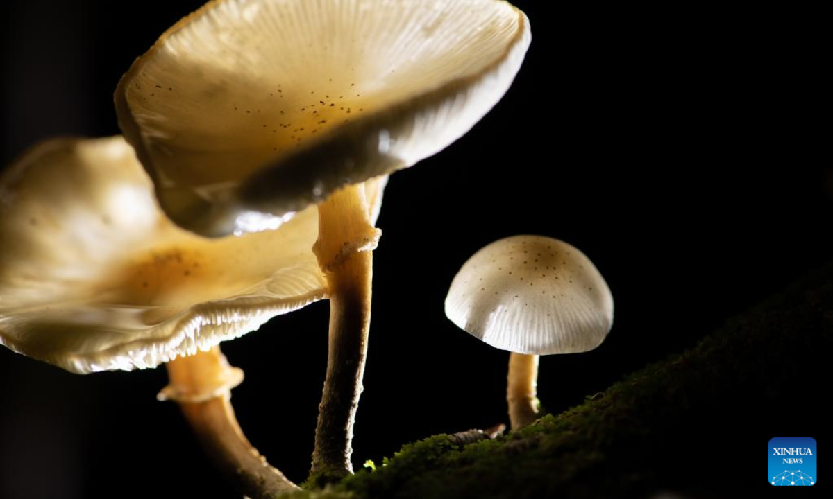 Photo shows the Armillaria novae-zelandiae in a temperate rainforest on the South Island of New Zealand, April 6, 2022. Armillaria novae-zelandiae is one of three Armillaria species that have been identified in New Zealand, also nick-named Honey mushroom. It grows most abundantly from March to May in wet forests primarily. Photo:Xinhua