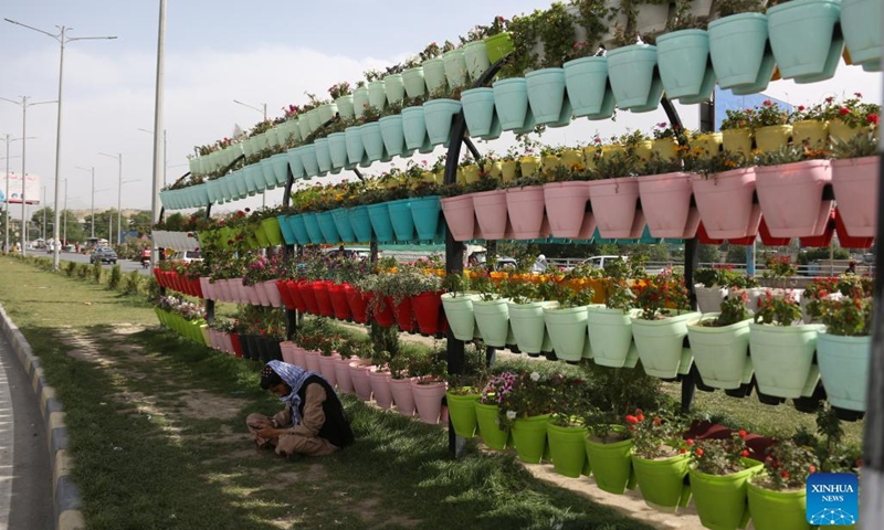 Photo taken on May 19, 2022 shows a flower wall set up by Kabul municipality in Kabul, Afghanistan. The Afghan capital has launched and implemented 181 development projects throughout the current year in Kabul, state-run news agency Bakhtar reported on Thursday. The projects at a cost of 4.8 billion afghanis (about 53 million U.S. dollars) would cover all parts of Kabul to make the city clean and prosperous, Bakhtar quoted Kabul Mayor Mawlawi Abdul Rashid Balouch as saying.(Photo: Xinhua)