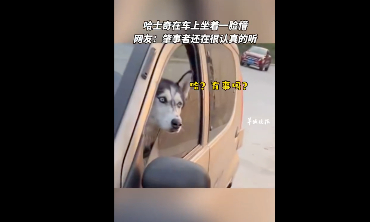 A car owner in Weifang, East China’s Shandong Province, was surprised to find that his car had been hit by another car which was driving by a large dog. Screenshot of D Video