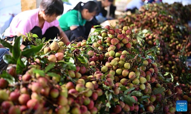 Workers sort out litchi at Dafeng Town in Chengmai County, south China's Hainan Province, May 19, 2022. Harvest season for litchi has come in Chengmai County.(Photo: Xinhua)