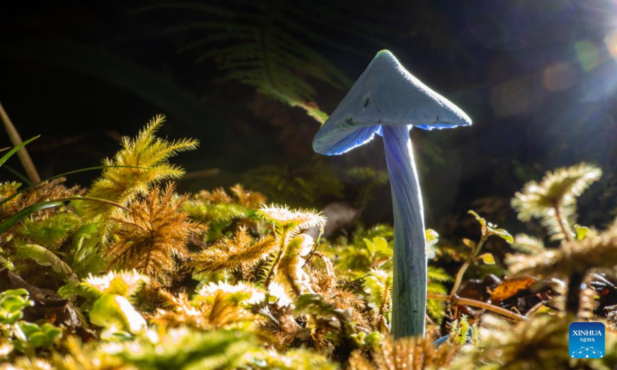 Photo shows the Entoloma hochstetteri in a temperate rainforest on the South Island of New Zealand, May 1, 2022. The fruiting body of the sky blue mushroom is usually found among moss, ferns or fallen leaves and the cap grows up to around 2 to 5 centi-meters in diameter. Photo:Xinhua