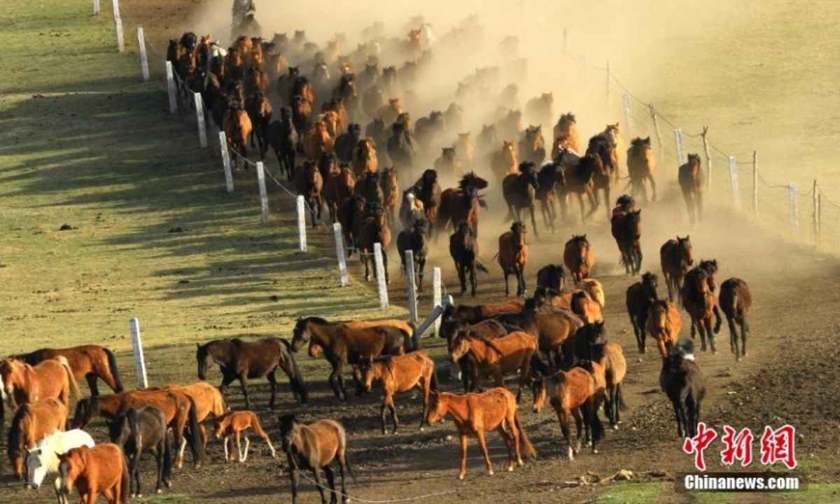 A herd of horses gallop on the grassland in Shandan Horse Ranch in the Hexi Corridor, northwest China's Gansu Province, May 19, 2022. Photo:China News Service