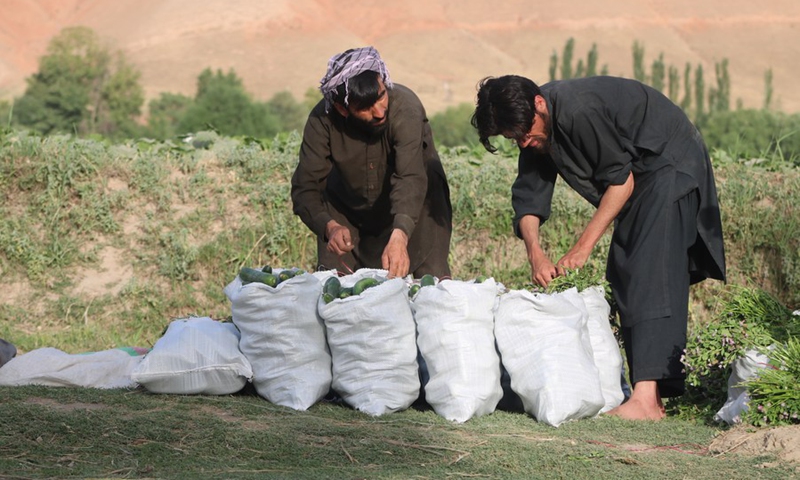 Afghan farmers harvest cucumbers in a field in Kunduz province, Afghanistan, May 17, 2022.(Photo: Xinhua)