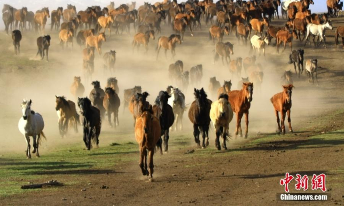 A herd of horses gallop on the grassland in Shandan Horse Ranch in the Hexi Corridor, northwest China's Gansu Province, May 19, 2022. Photo:China News Service