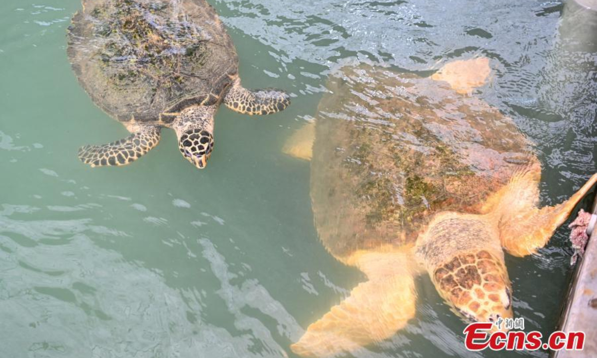 2022年5月18日，在中国南方广东省惠州市惠东港海龟国家级自然保护区看到海龟。照片：中新社