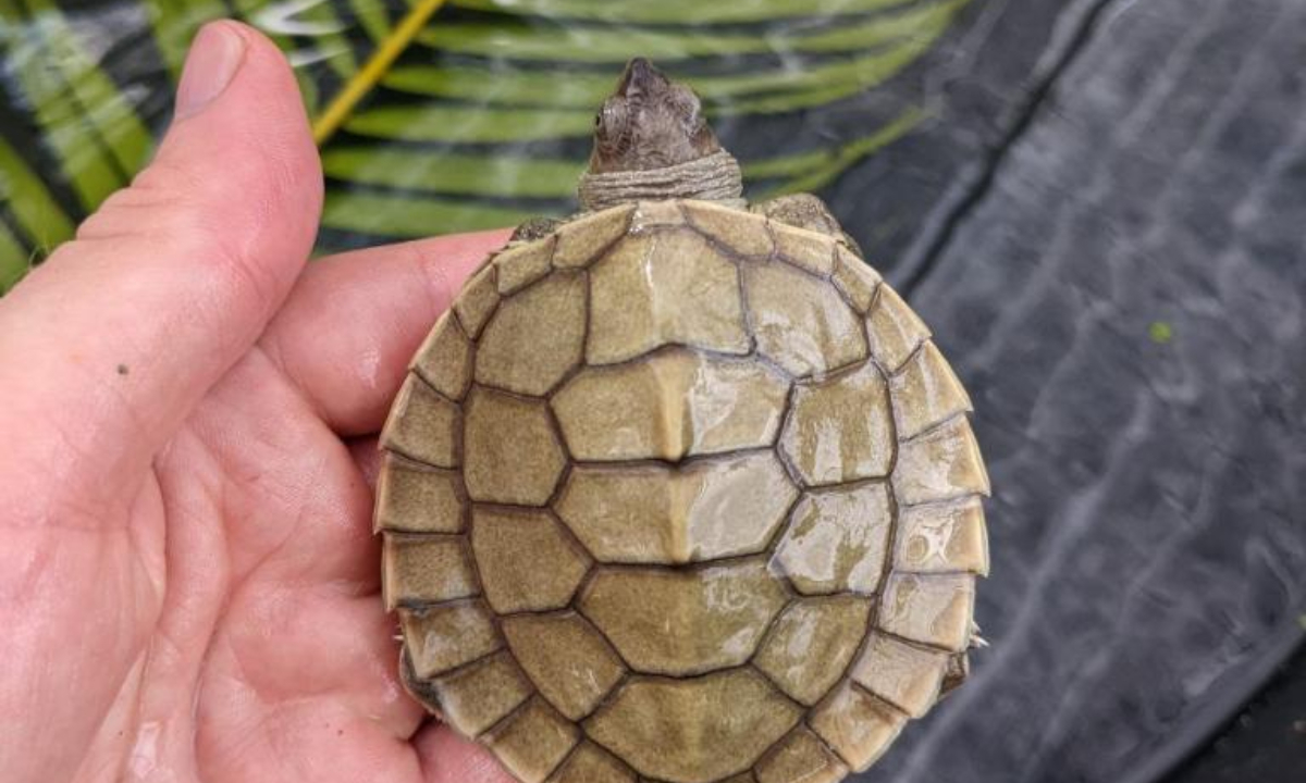 Photo taken on May 8, 2022 shows a rare Royal Turtle baby in Koh Kong province, Cambodia. Thirty nearly extinct Royal Turtle babies hatched in an artificial sandbank at the Koh Kong Reptile Conservation Center (KKRCC) in southwest Cambodia's Koh Kong province last week, a conservationist group said on Friday. Photo:Xinhua