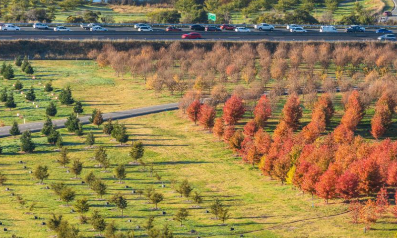 Photo taken on May 19, 2022 shows the autumn scenery of the National Arboretum in Canberra, Australia. (Photo by Chu Chen/Xinhua)