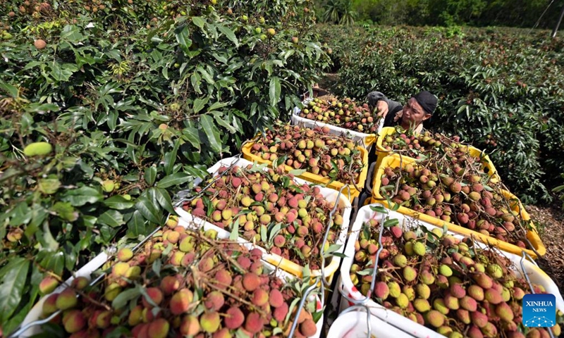A farmer loads litchi at Dafeng Town in Chengmai County, south China's Hainan Province, May 19, 2022. Harvest season for litchi has come in Chengmai County.(Photo: Xinhua)