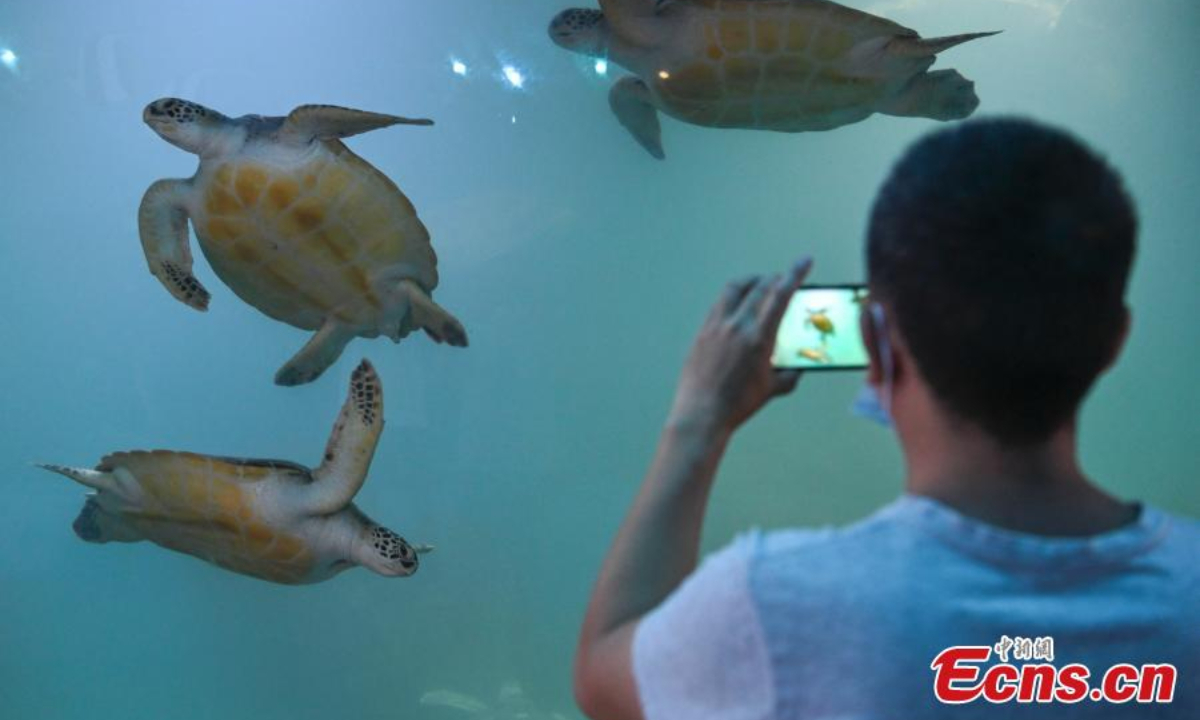 A visitor takes photos of sea turtles at Huidong Harbor Sea Turtle National Nature Reserve in Huizhou City, south China's Guangdong Province, May 18, 2022. Photo:China News Service