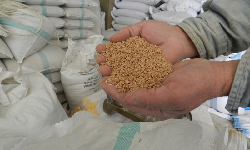 The owner of a warehouse of wheat and grains displays wheat in Hasbaya, southern Lebanon, Feb. 28, 2022.(Photo: Xinhua)